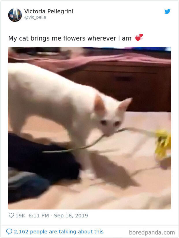А этот кот дарит хозяйке цветы