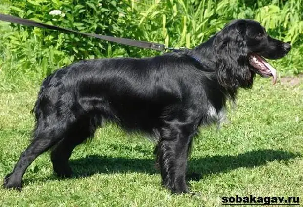 Русский кокер спаниель собака. Описание, уход и цена русского кокер спаниеля