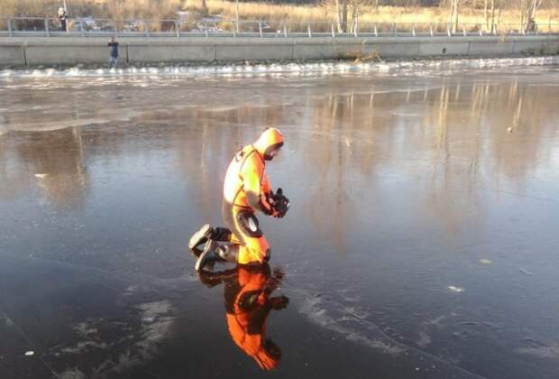 На Химкинском водохранилище спасли утку, примерзшую ко льду