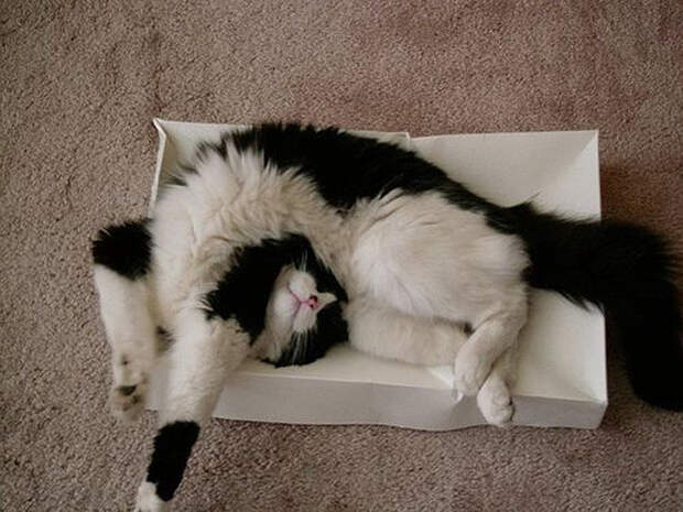 Картинки по запросу коты Спит в странных позах гифки