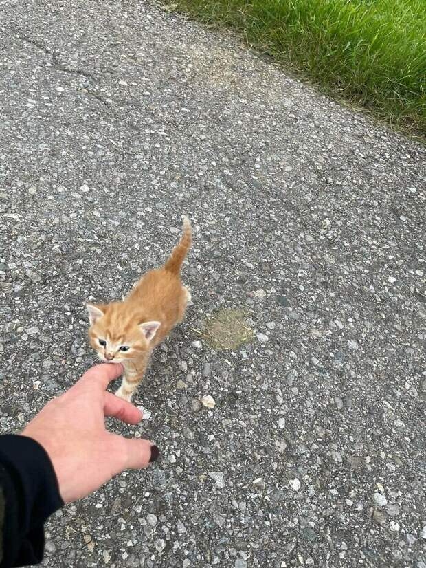 Незаконно маленькие котейки, которые своруют ваше сердце