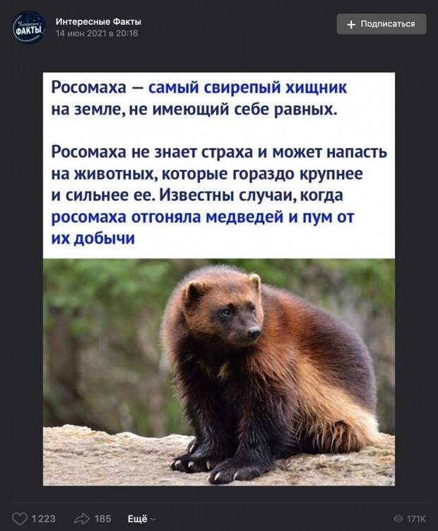 И все-таки самый свирепый - медоед И все-таки самый свирепый - медоед