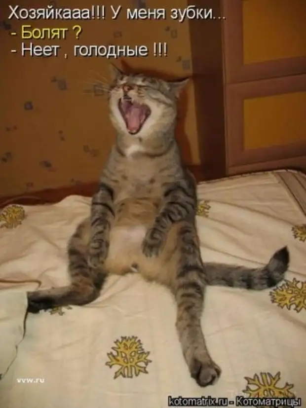 котенок описался