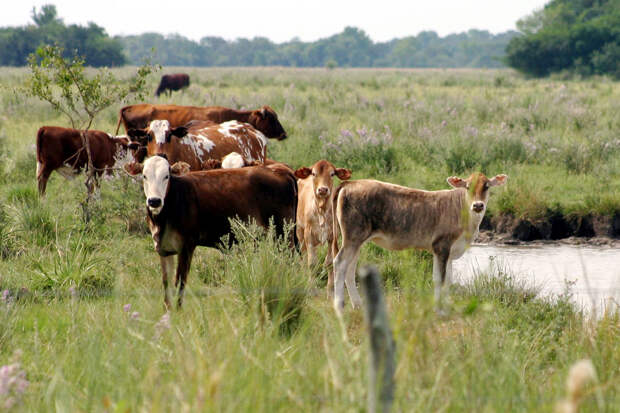 Миру предрекли подорожание говядины из-за удержания телок в Бразилии