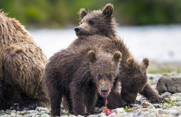 mama-bear-catches-a-salmon-to-feed-her-cubs-08
