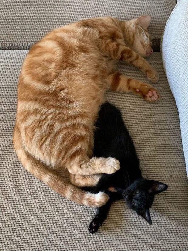 Черный котенок и кот