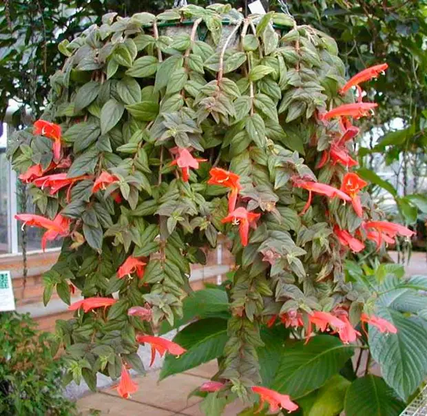 Комнатное растение Колумнея (лат. Columnea)