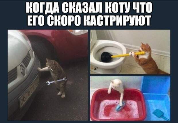 00OcWx4mWsAIDQS (604x419, 47Kb)
