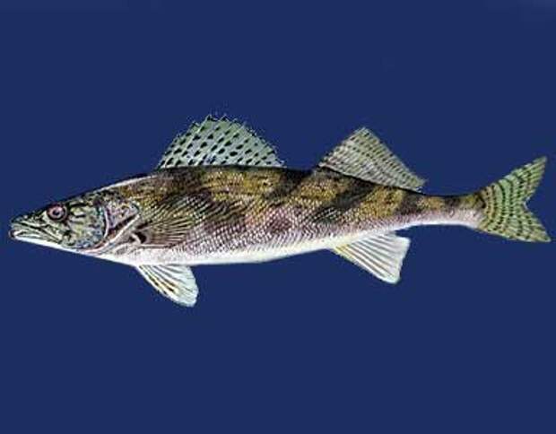 Речные рыбы России: список и описание видов