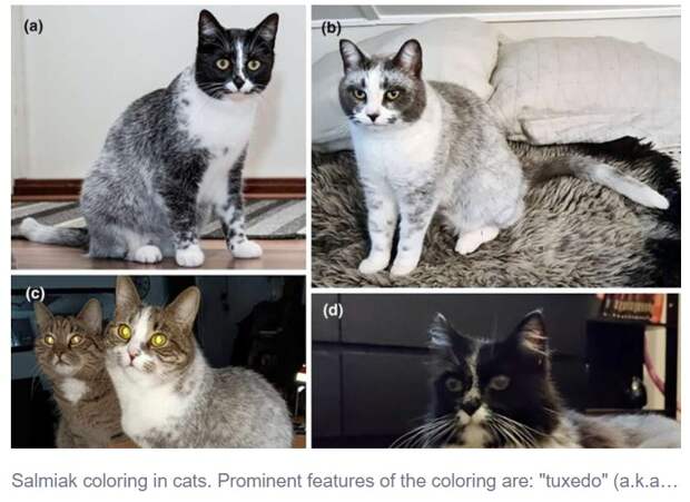 Ученые выявили мутацию у кошек в Финляндии
