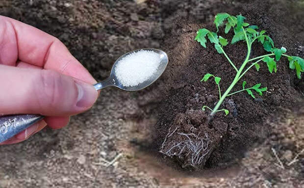 Помидоры пойдут в рост сразу после посадки в грунт: простой и проверенный метод
