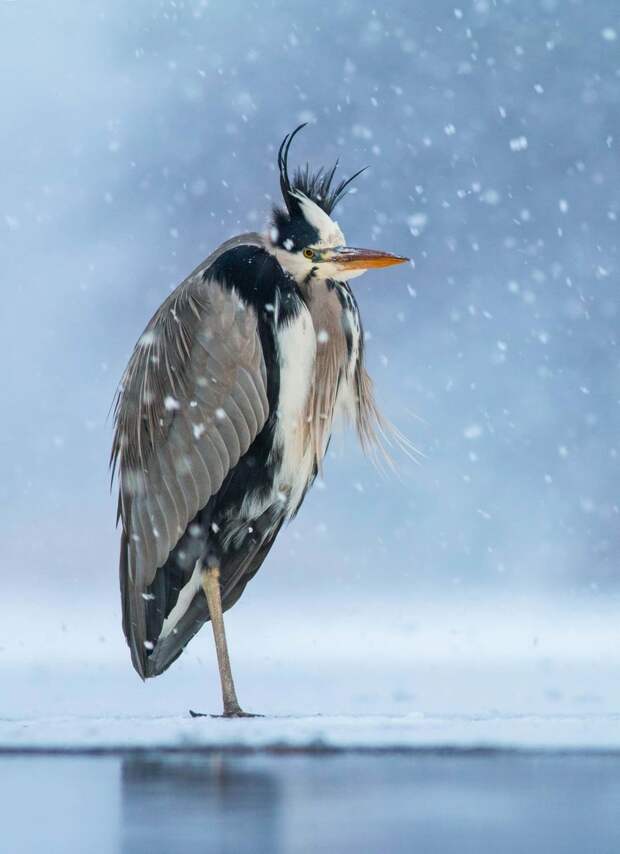 Лучшие фотографии птиц с конкурса Bird Photographer of the Year
