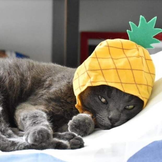 Котейки, знающие толк в моде на милые шапочки Котейки, знающие толк в моде на милые шапочки