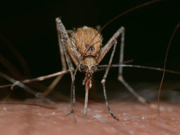 Могут ли комары передовать коронавирус?