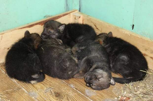 Воронежский зоопарк опубликовал фото весеннего молодняка — енотиков, лисят и волчат