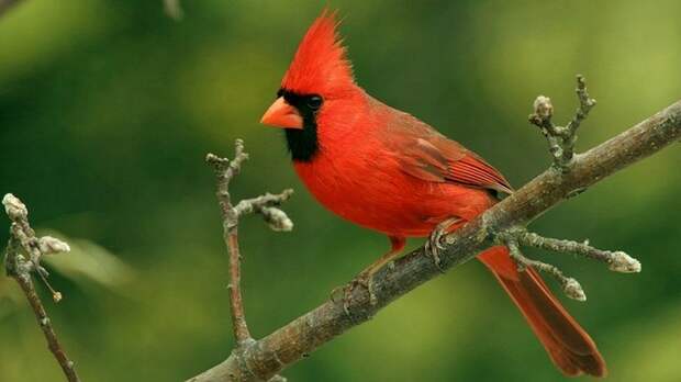 Красные кардиналы (американская певчая птица) известны тем, что часто выращивают птенцов малиновки