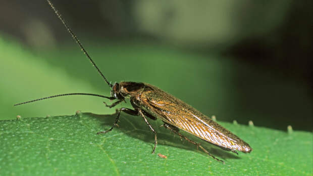 Антибиотики из насекомых: ученые нашли в кишечнике тараканов суперлекарство