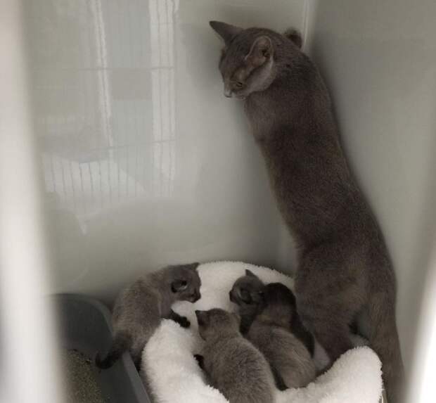 Без кота и жизнь не та