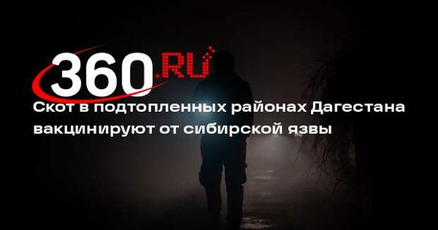 Скот в подтопленных районах Дагестана вакцинируют от сибирской язвы
