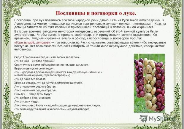 Пословицы про лук, о луке пословицы. Пословицы про лук, о луке пословицы.
