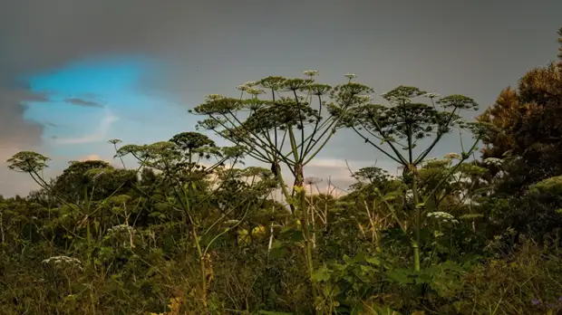 В Ленобласти выделили более 20 млн рублей на борьбу с борщевиком