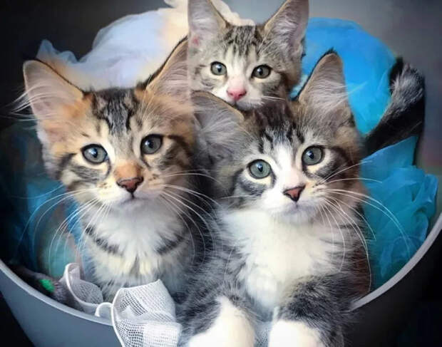 Без кота и жизнь не та
