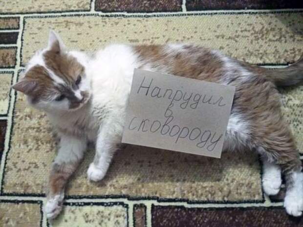 28 провинившихся котиков, которые признались в своих проделках