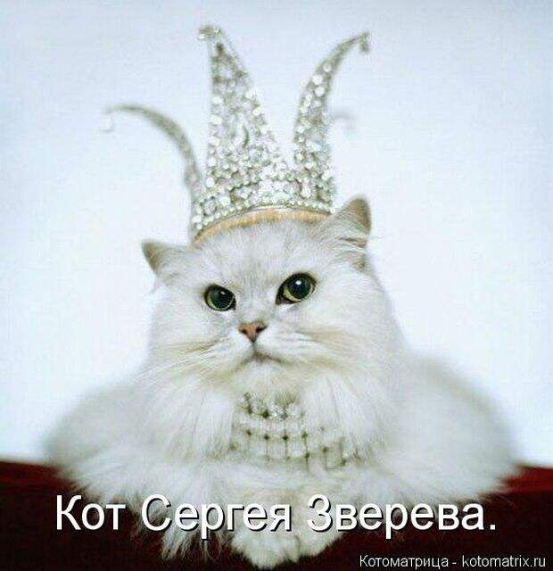 Лучшие котоматрицы недели (50 фото)