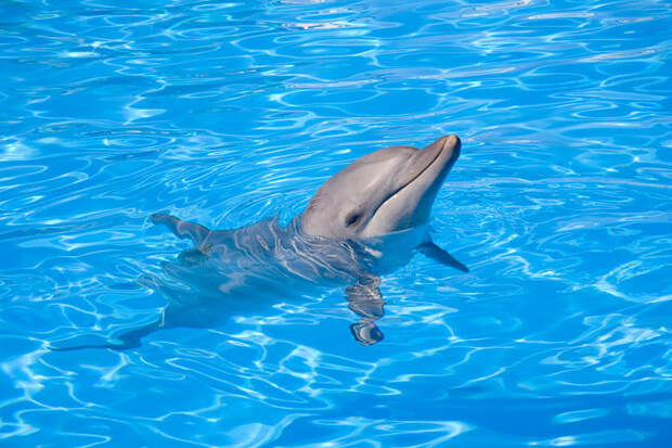 Афалина или бутылконосый дельфин (лат. Tursiops truncatus)