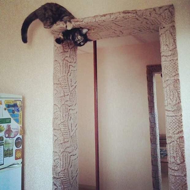 Дверь для котов