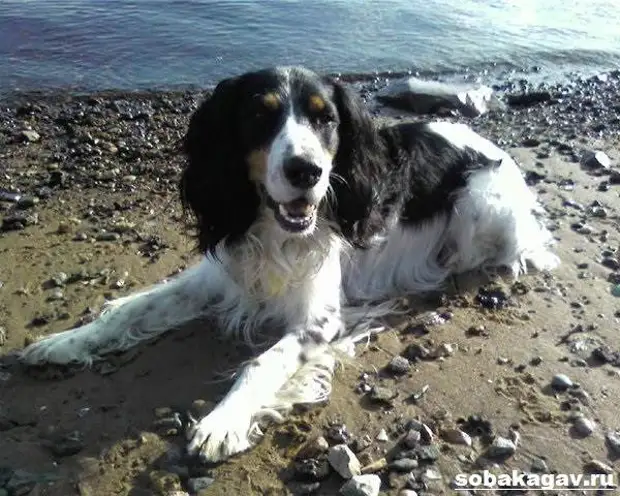 Русский кокер спаниель собака. Описание, уход и цена русского кокер спаниеля