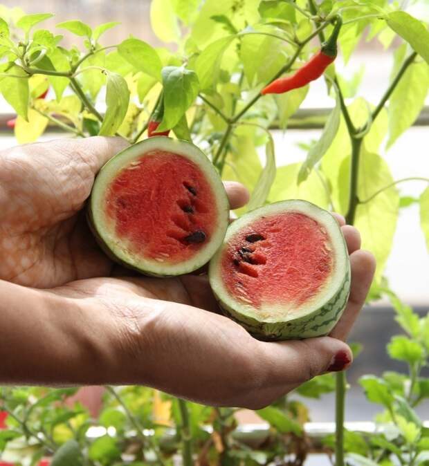 10 продуктов питания, потерпевших исторические метаморфозы Овощи, Фрукты, Ягода, Селекция, История, Еда, Из сети, Длиннопост