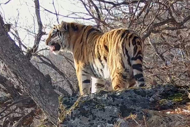 Редчайшему полосатому «журналисту» подбросили новости и сенсации