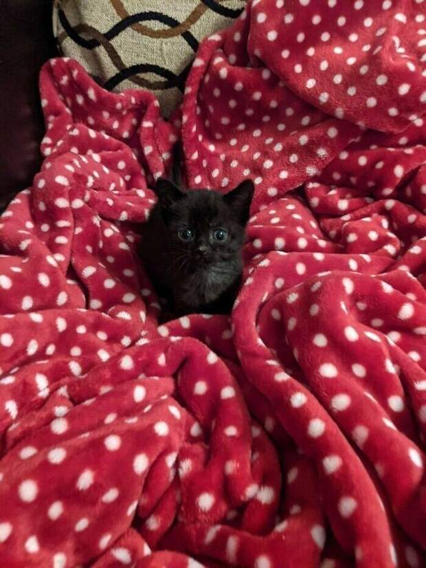 Незаконно маленькие котейки, которые своруют ваше сердце