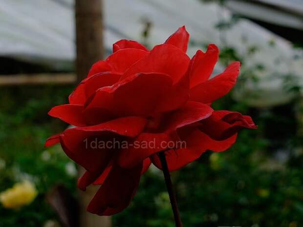 Фото шикарных роз из королевского парка 6