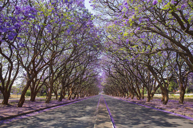 Милтон Avenue, Хараре, Зимбабве