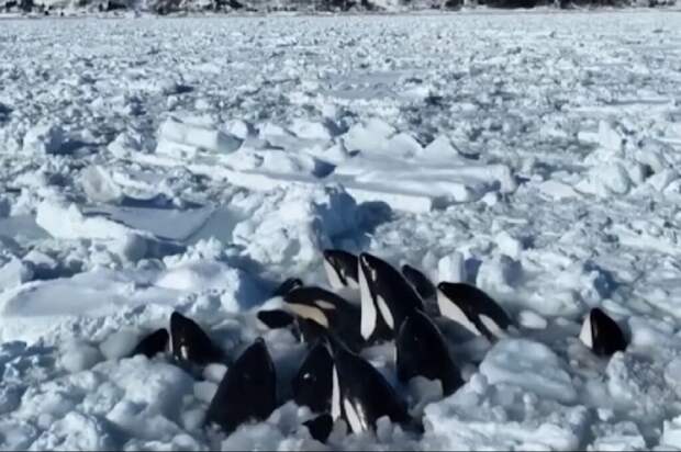 Стая косаток застряла во льдах у японского острова Хоккайдо