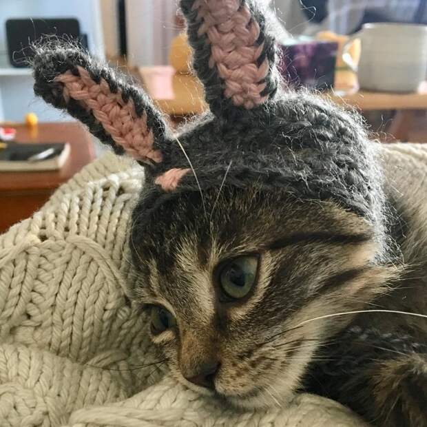 Котейки, знающие толк в моде на милые шапочки Котейки, знающие толк в моде на милые шапочки