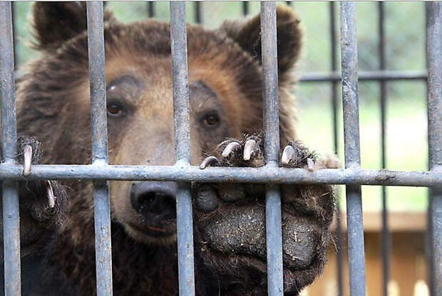 За что медведица Катерина отбывает пожизненное в казахстанской колонии