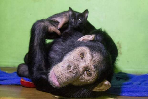 Иркутская шимпанзе Принцесса Лея усыновила второго котенка