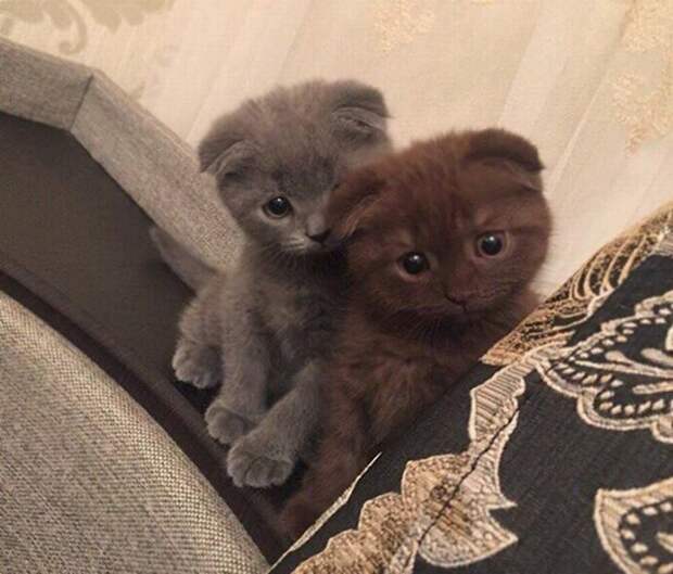 20 прелестных котят, которыми можно умиляться бесконечно милые котята, самые очаровательные котята