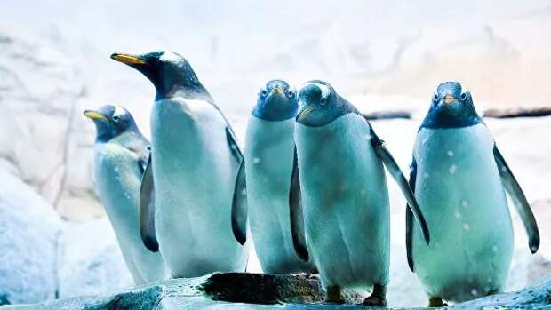 Ученый рассказал об опасности изменения климата для пингвинов