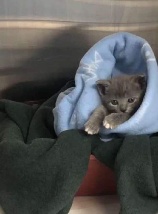 Котенок в пледе Серый котенок