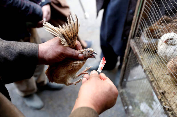 Фотопроект о птичьем рынке в столице Афганистана