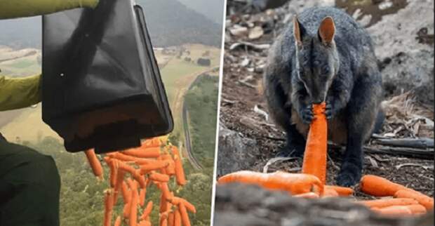 Австралийцы кормят спасенных диких животных, сбрасывая овощи с самолетов