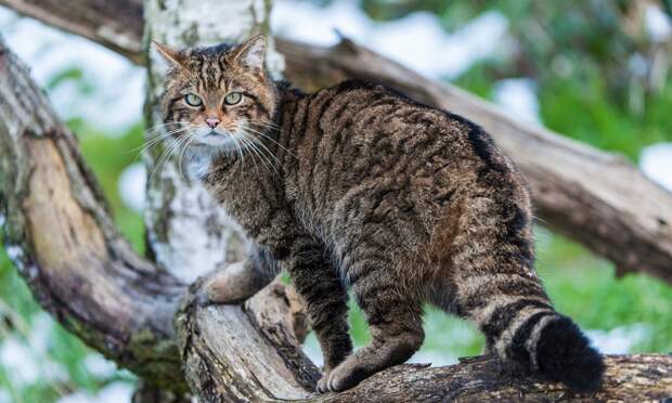 Любимцы превратились в угрозу природе: почему Новая Зеландия официально объявила войну диким кошкам