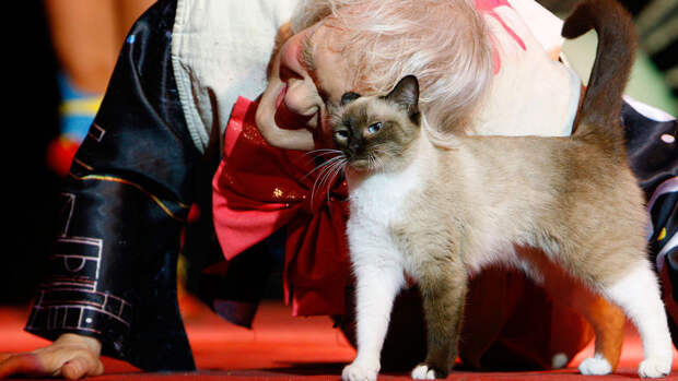 Дрессировщик Куклачев рассказал, что кошки не работали во время его госпитализации