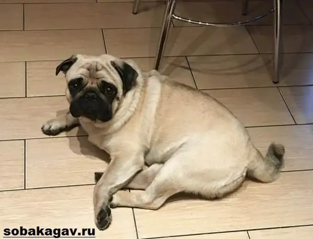 Мопс собака. Описание, особенности, уход и цена мопса