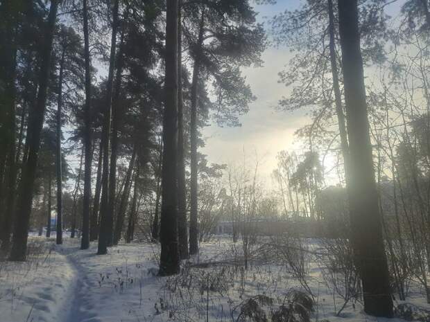 В Рослесхозе: в России было восстановлено 1,4 млн гектаров леса