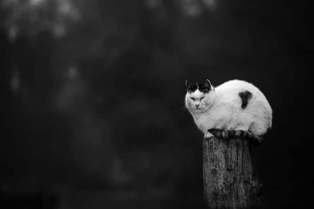 Без кота и жизнь не та: уравновешенные коты-акробаты демонстрируют чудеса баланса